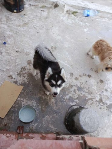 husky-malamute-2mois-la-marsa