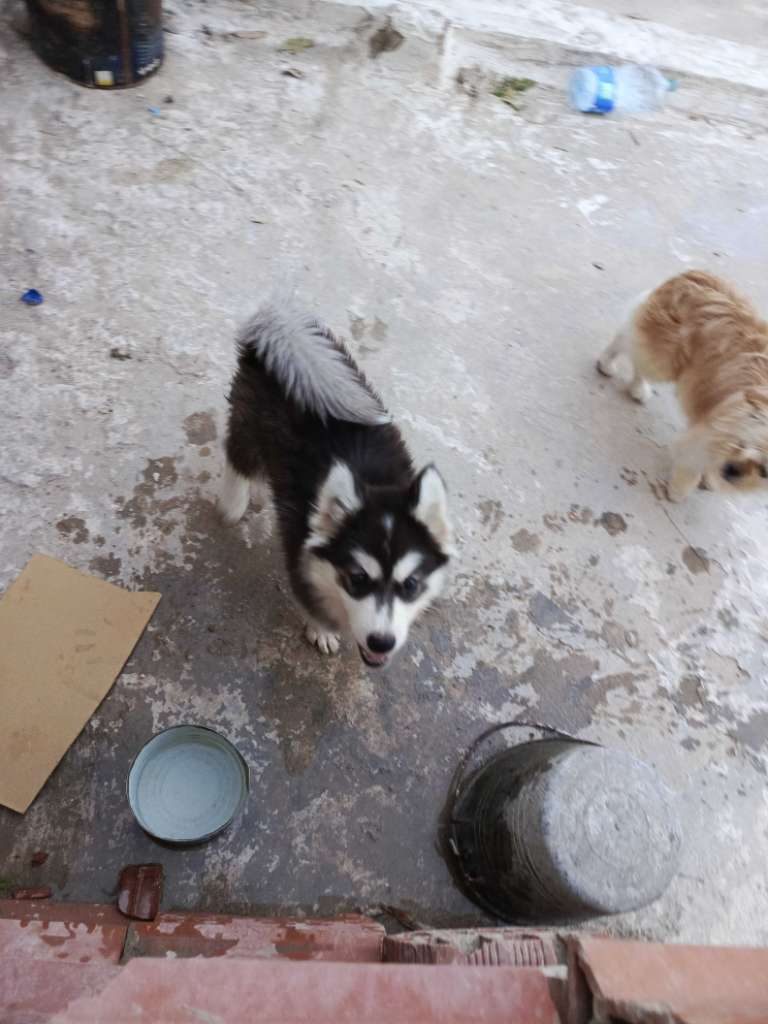 husky-malamute-2mois-la-marsa
