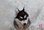 Chiot Femelle Husky Malamute