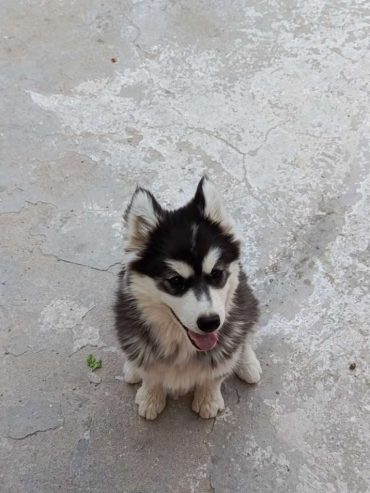 husky-malamute-femelle-la-marsa-200dt