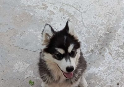 Chiot Femelle Husky Malamute