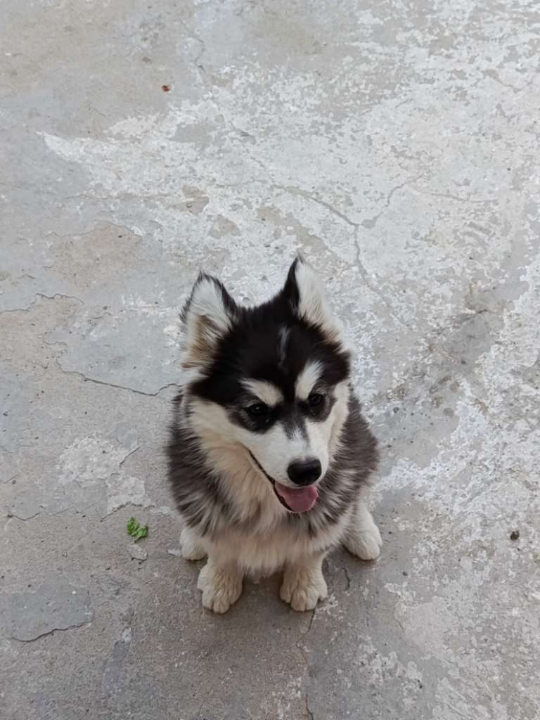 husky-malamute-femelle-la-marsa-200dt