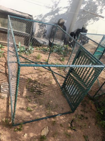 CAGE3
