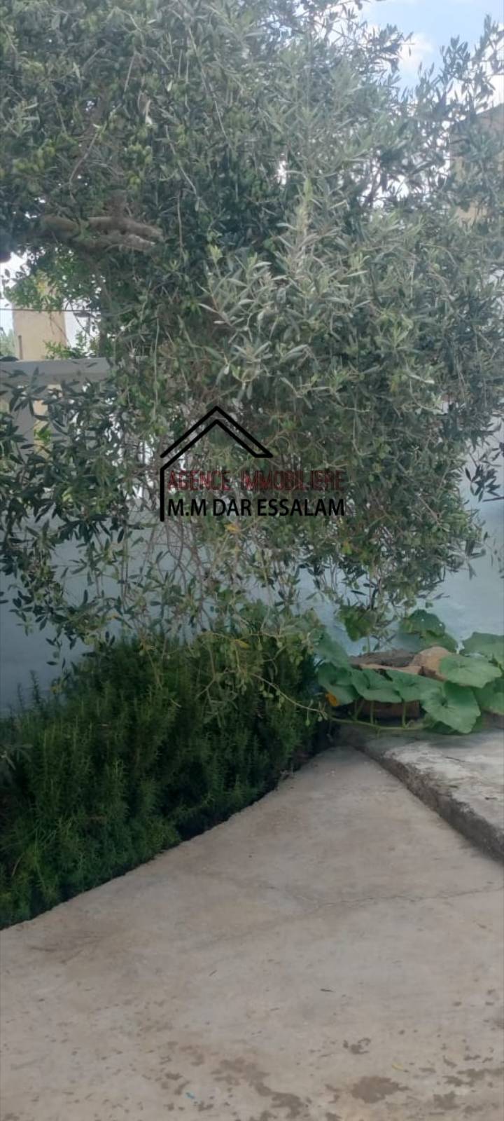 raouf19