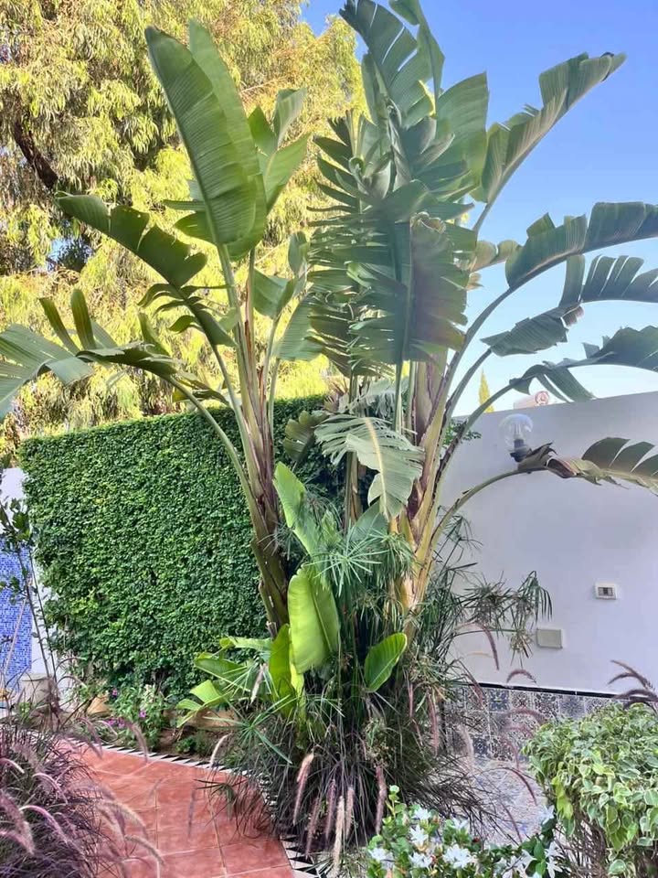 villa-luxueuse-gammarth-superieur-vente