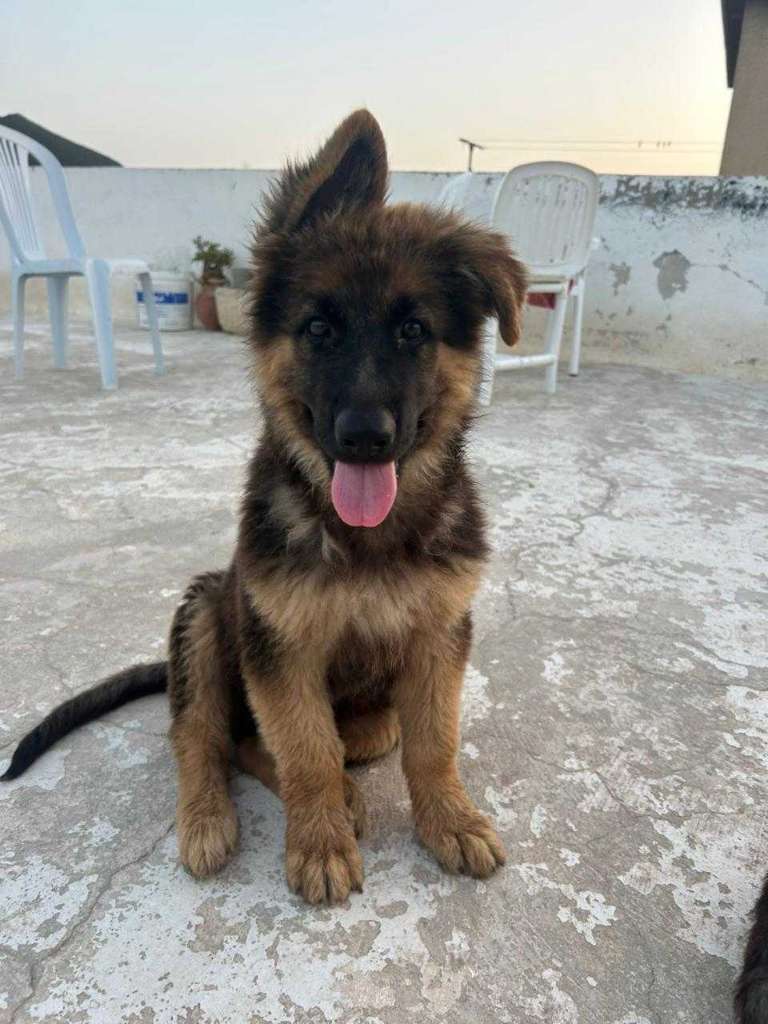 chiot-berger-allemand-a-vendre-tunisie