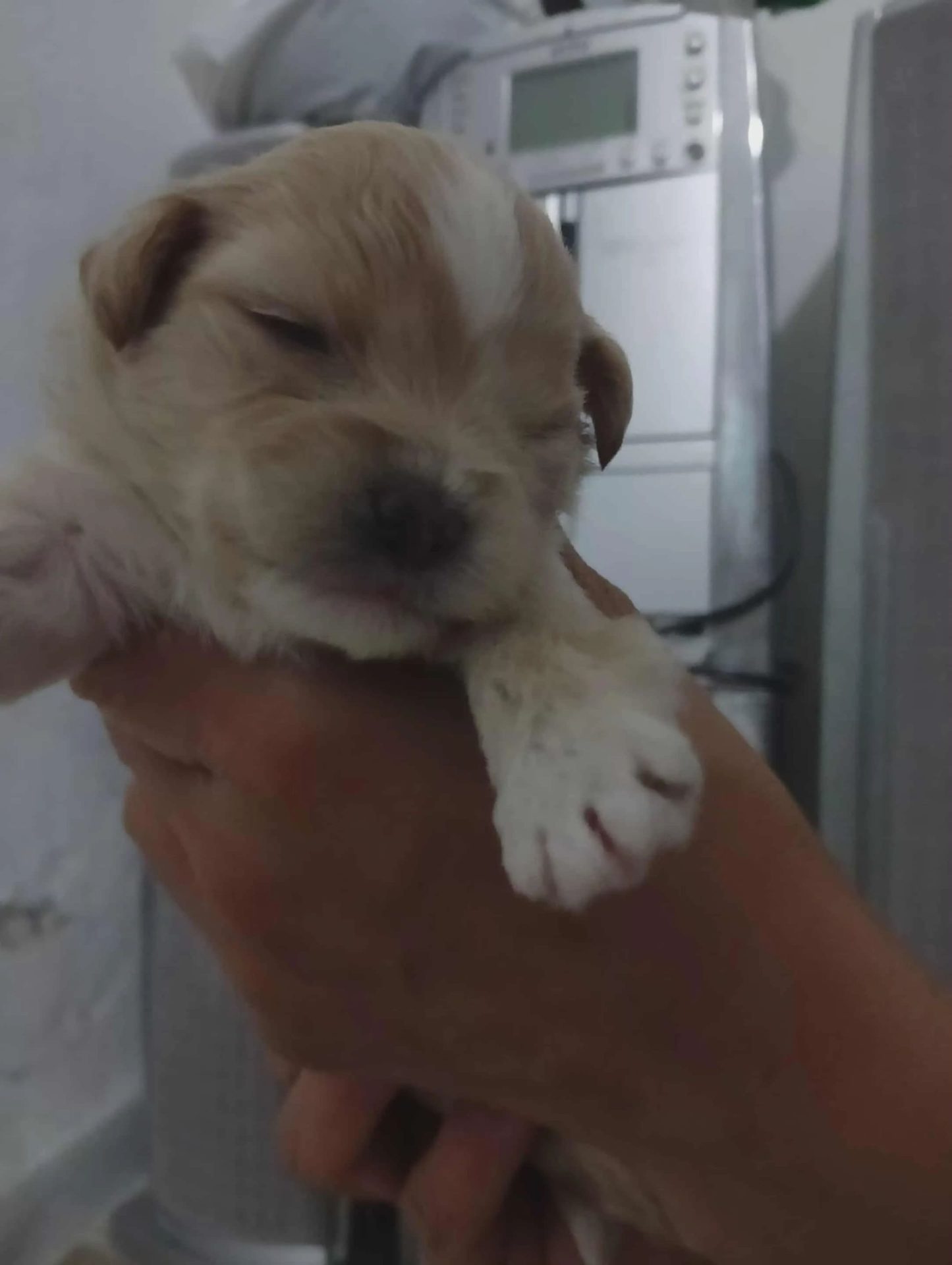 caniche-toy-tunisie