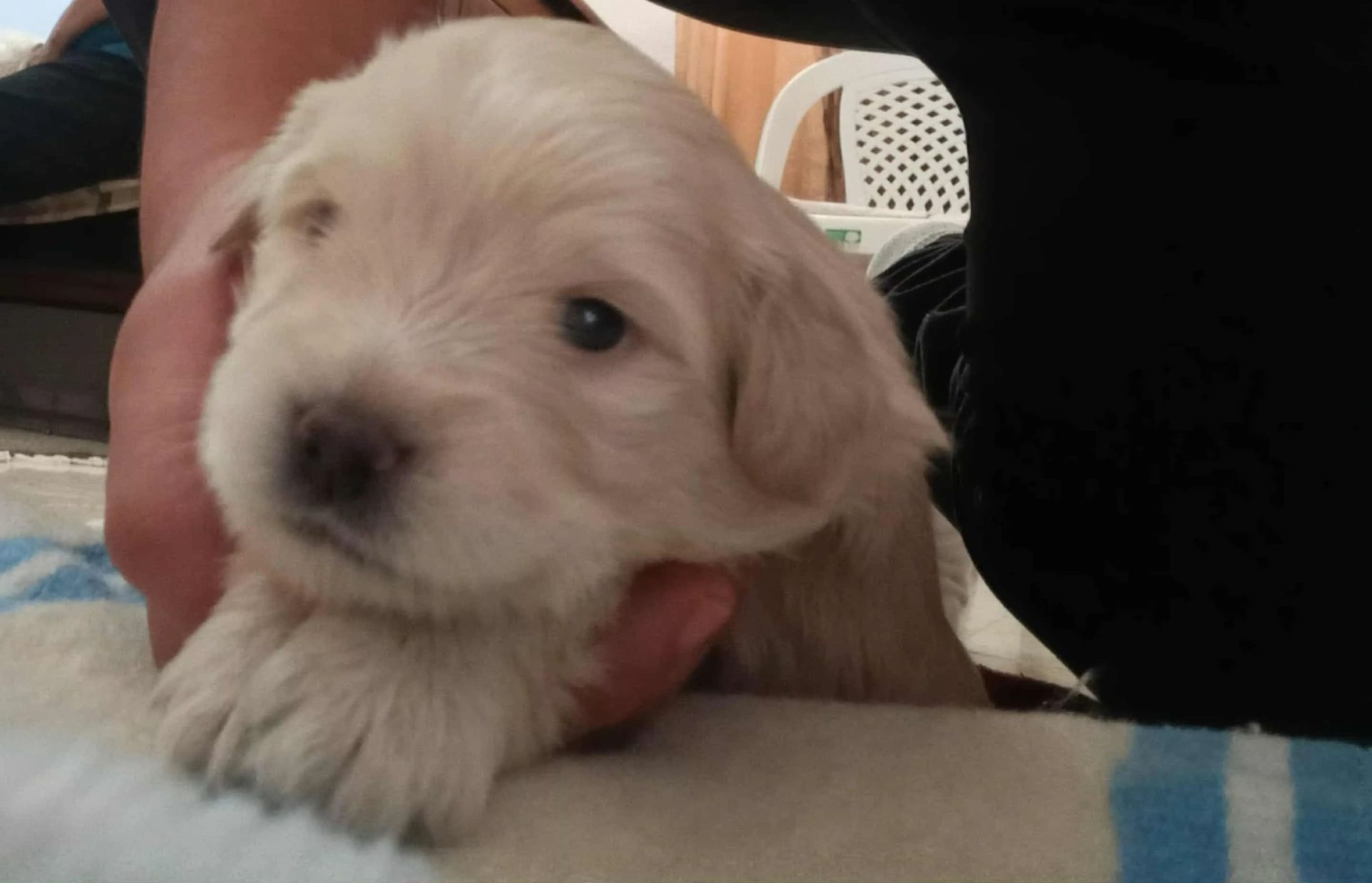chiot-caniche-toy-kalaa-seghira