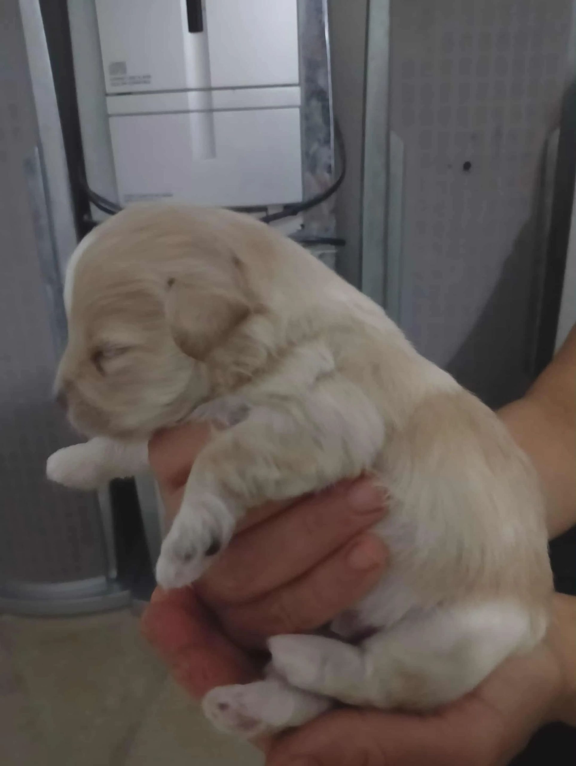 chiot-caniche-tunisie