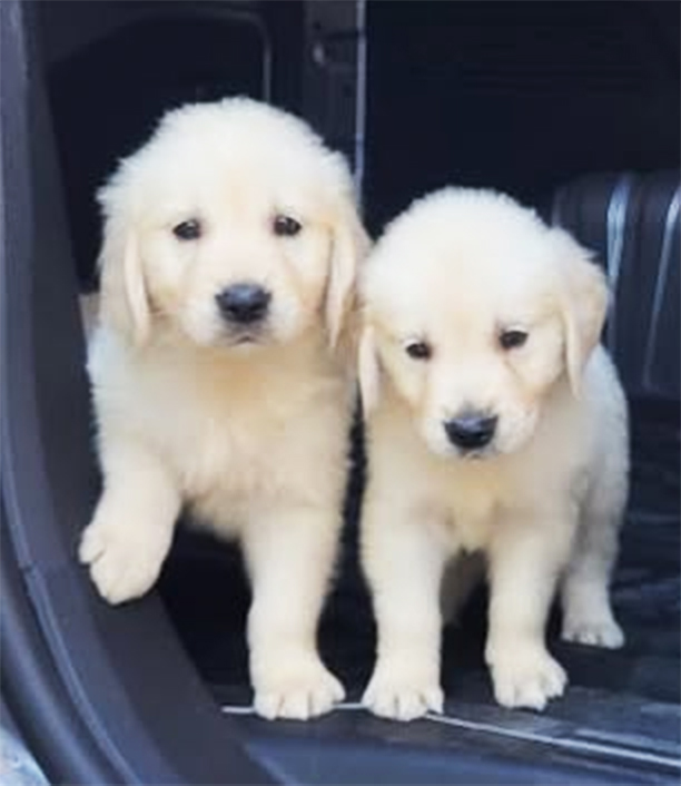 chiots-golden-retriever-tunisie-manouba