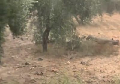 dressing | Proxity.tn