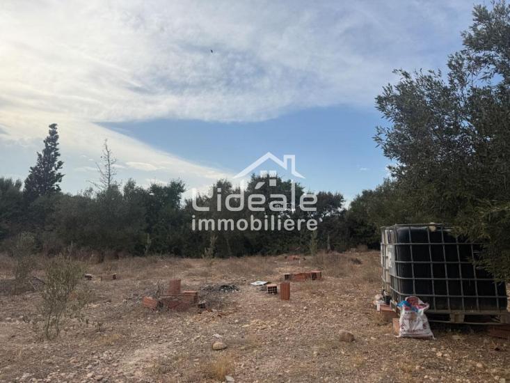 1764066076sanstitre102