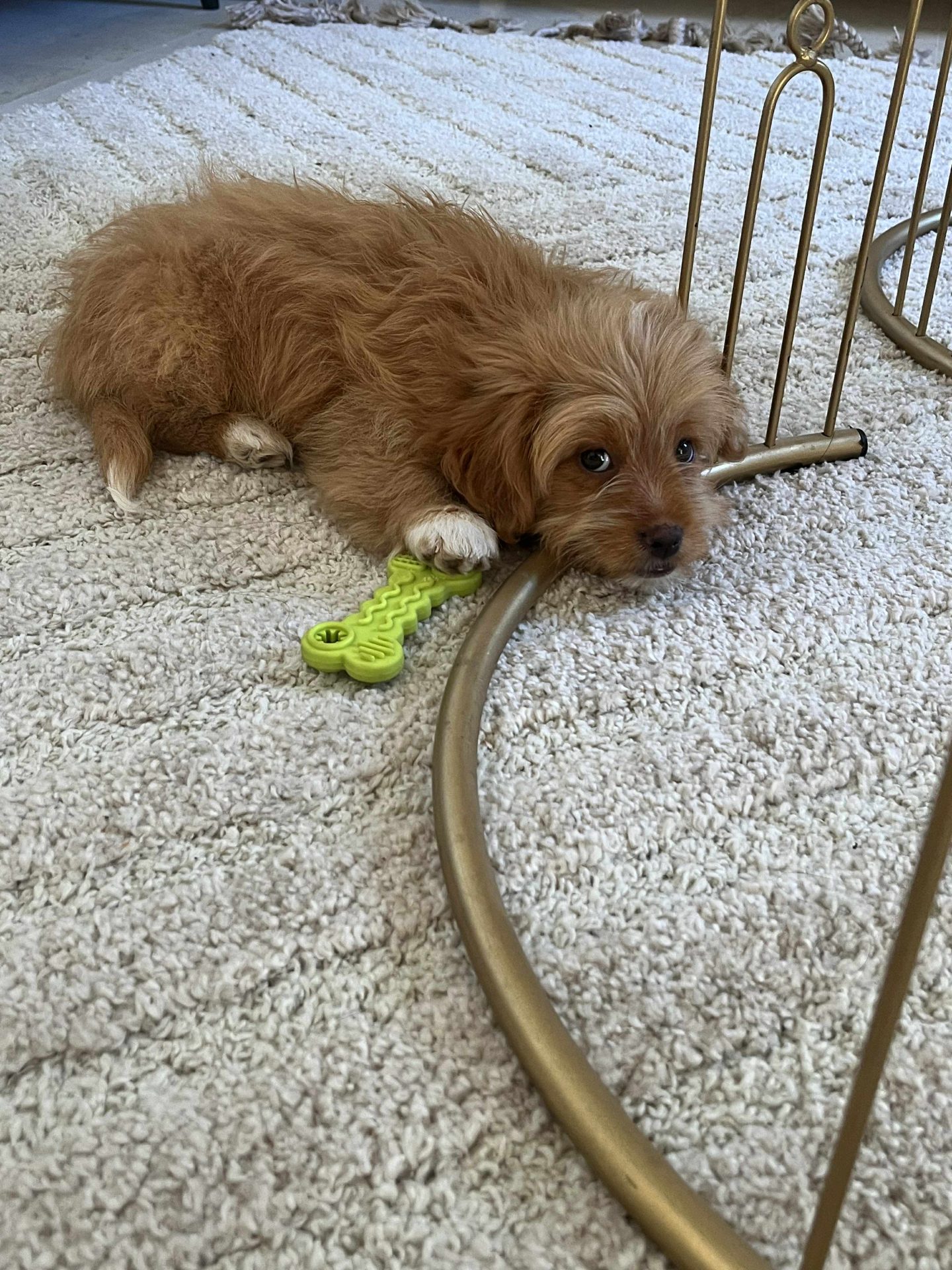 5d88817a-c730-4fae-aa48-013eaf61f8c4