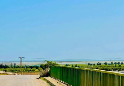 dressing | Proxity.tn