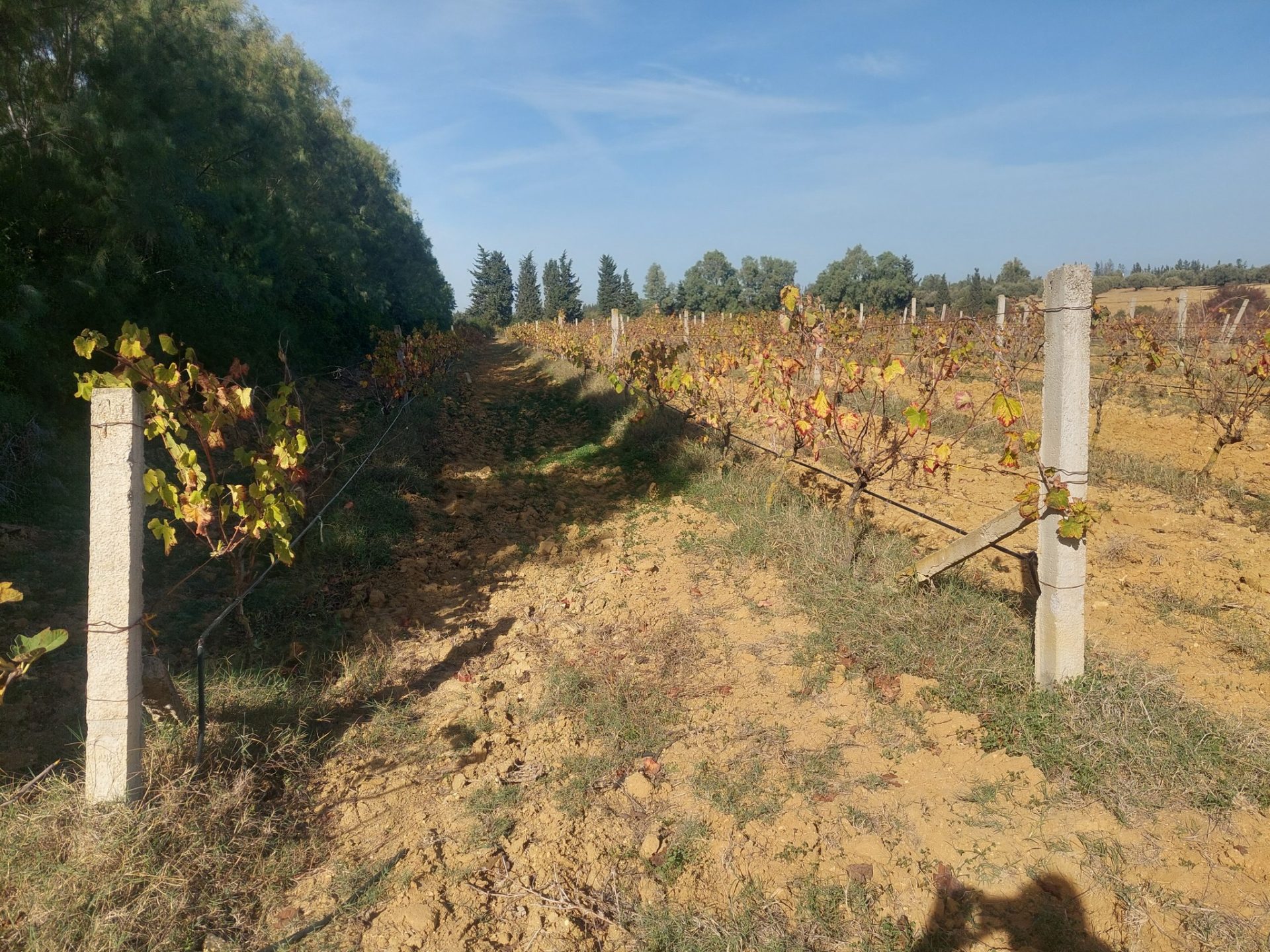 agrumes-et-vignes-cap-bon-investissement