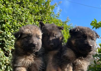 meubles et décoration | Proxity.tn
