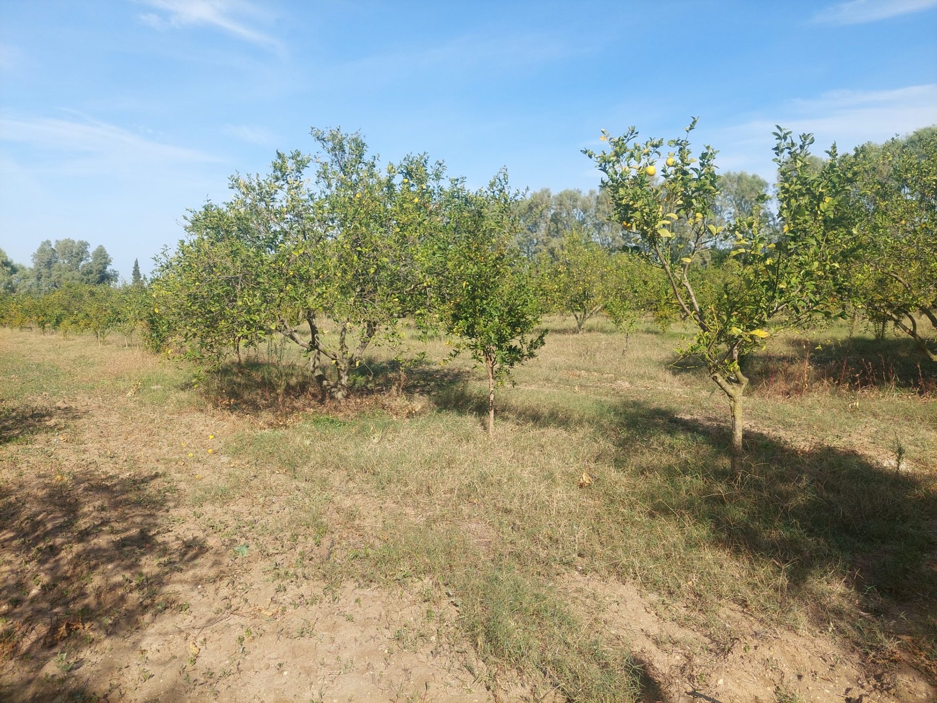 terrain-12-000-m2-irrigue-nabeul