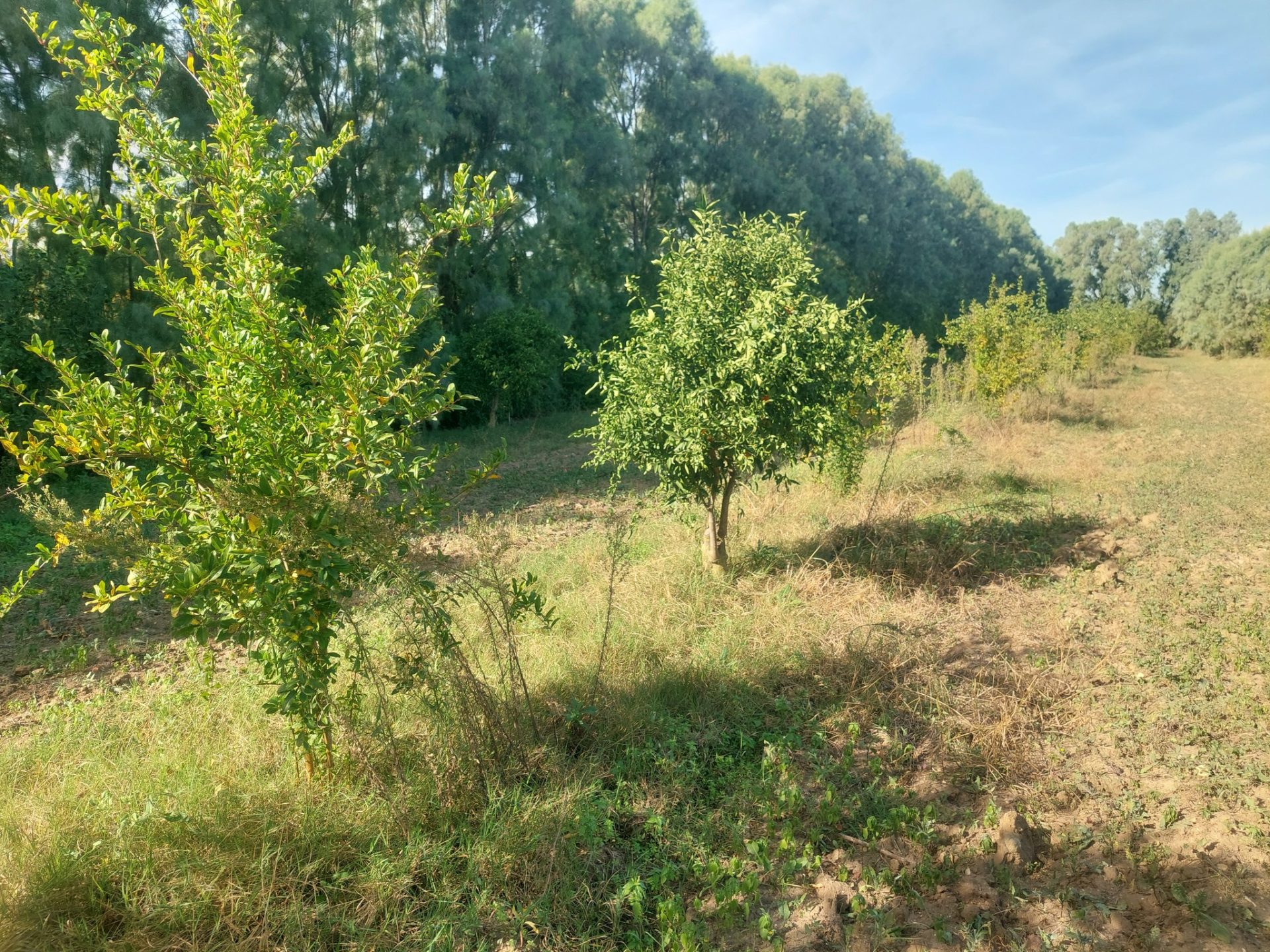 terrain-agricole-irrigue-bouargoub-cap-bon