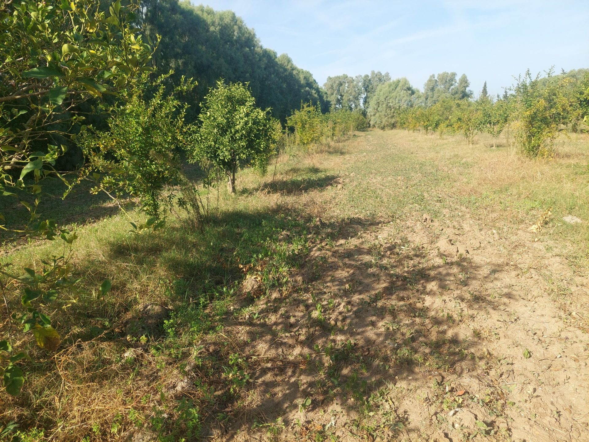 verger-agrumes-en-production-bouargoub
