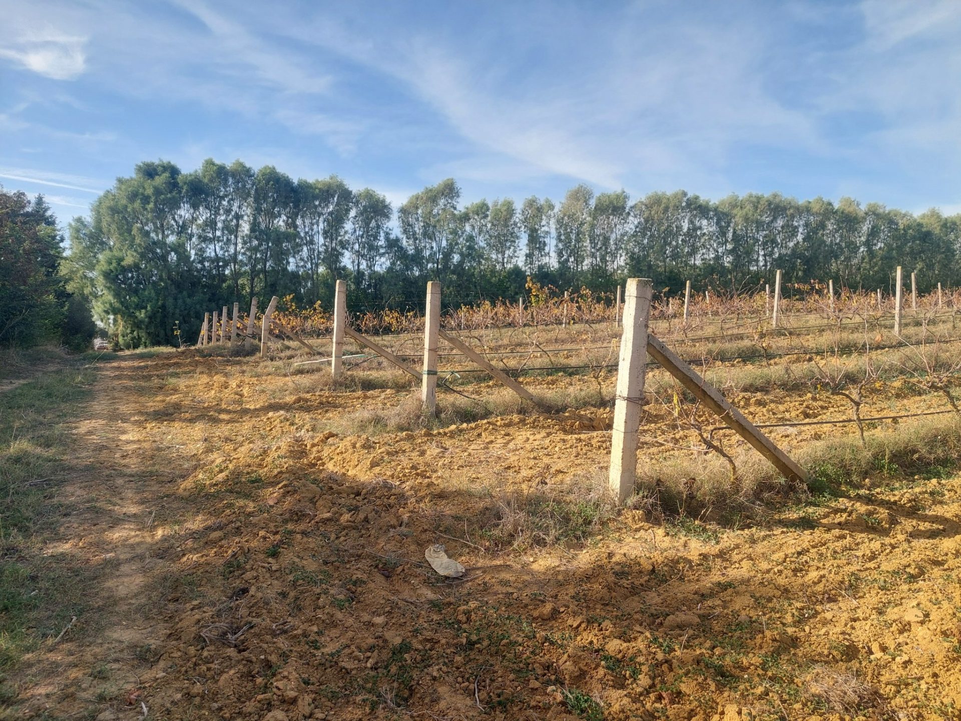 vignes-production-terrain-irrigue