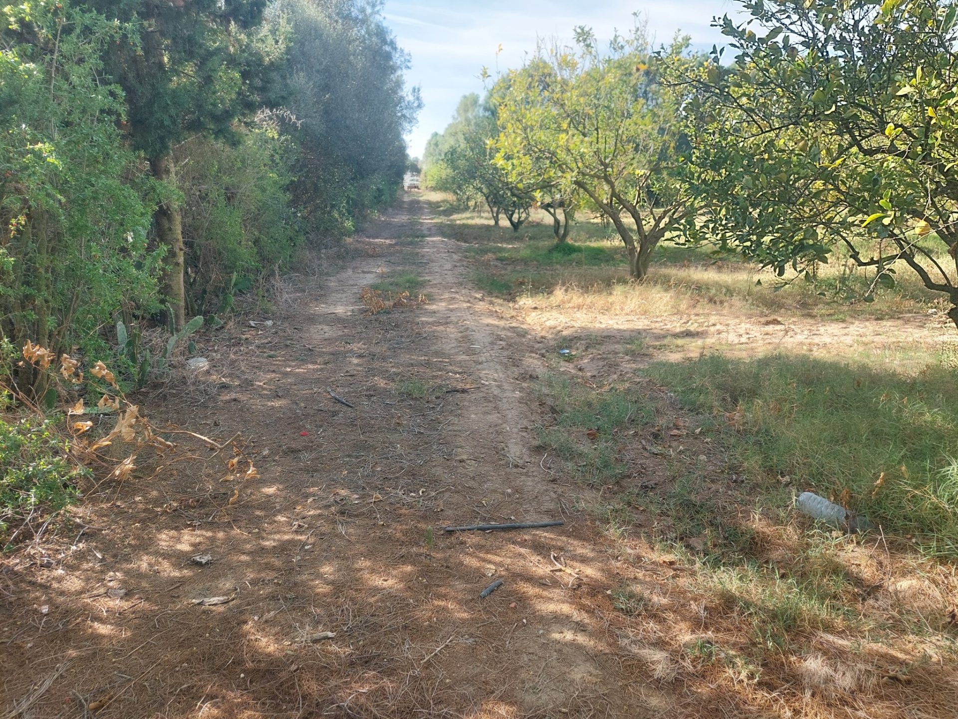 vignoble-en-rangees-bouargoub-cap-bon