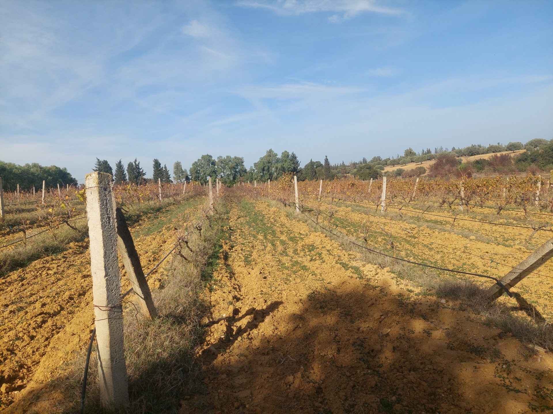 zone-calme-terrain-agricole-bouargoub