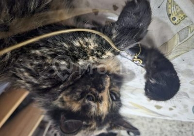 armoire | Proxity.tn