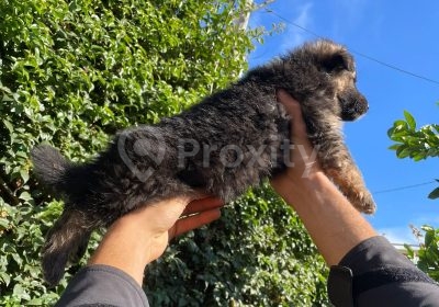 dressing | Proxity.tn