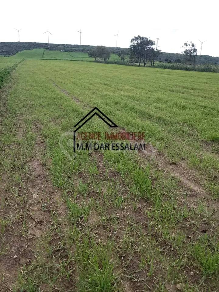 terrain agricole