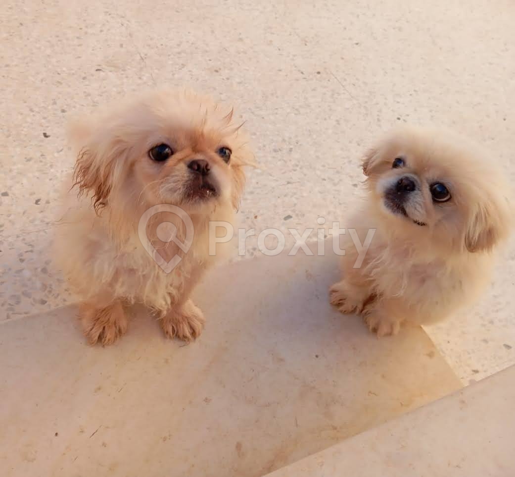 Couple Pékinois