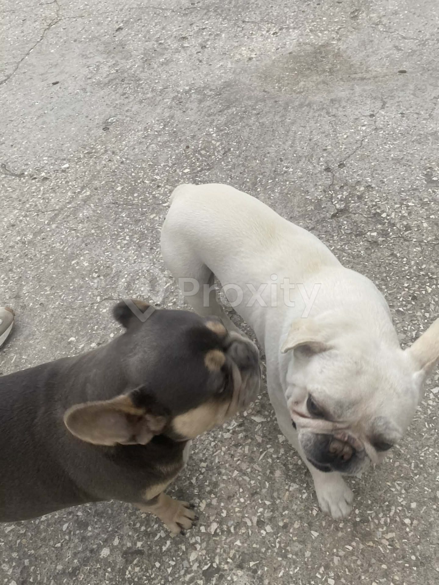 A vendre couple Bouledogue français