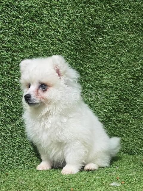 Chiot Spitz mâle 3 mois – Blanc – La Soukra