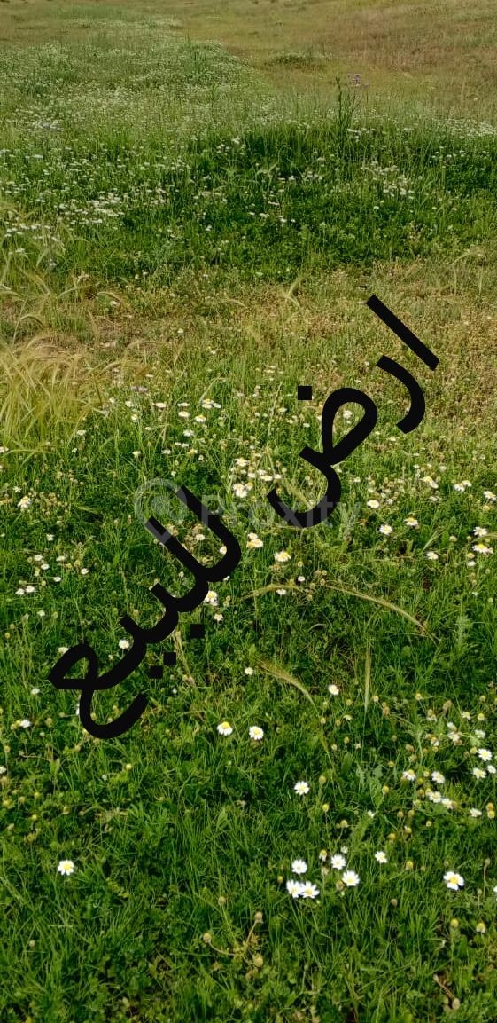 ارض للبيع 4 هكتارات و ربع