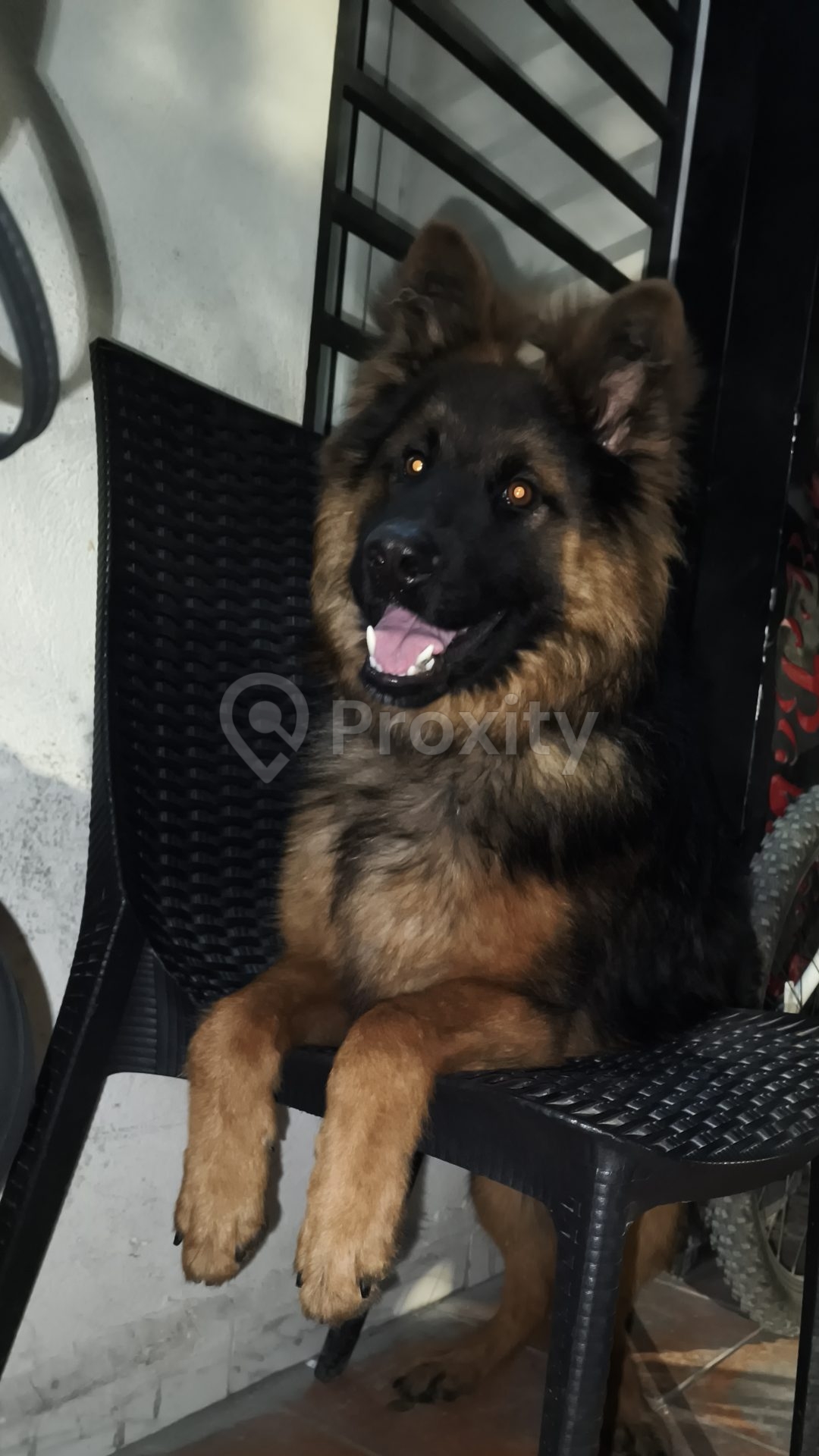 Berger allemand