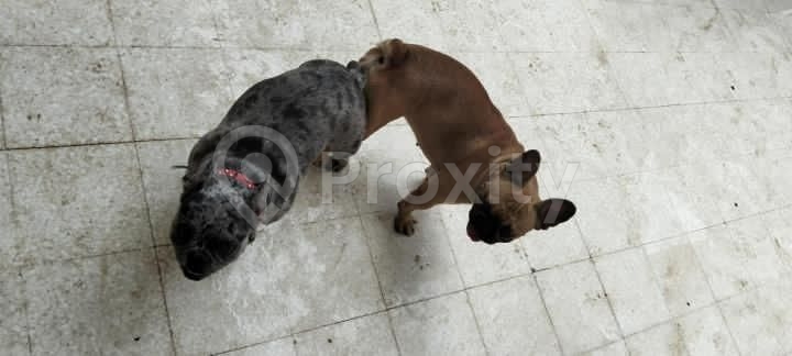 5 chiots bouledogue français de 2 mois à vendre à Sousse