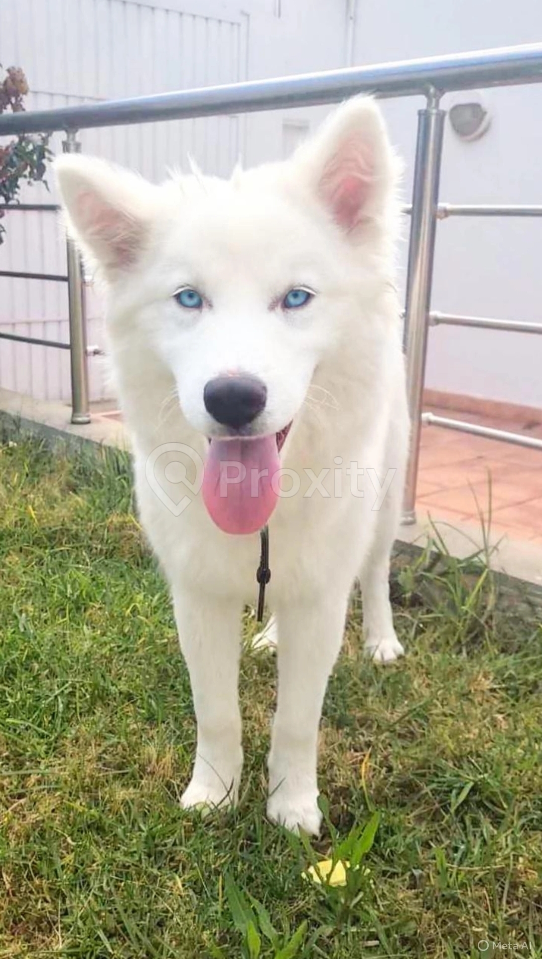 Husky blanche