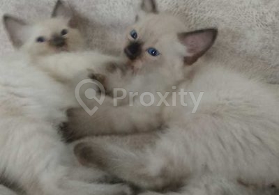 Chaton siamois de 2 mois à vendre à Bardo – 80 dinars – Animaux – Tunis – photo 1
