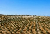 Ferme agricole 17 hectares à vendre près de Tunis – Terrains et Fermes – photo 7