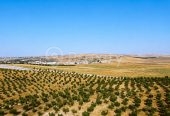Ferme agricole 17 hectares à vendre près de Tunis – Terrains et Fermes – photo 4