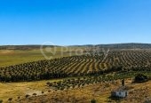 Ferme agricole 17 hectares à vendre près de Tunis – Terrains et Fermes – photo 3