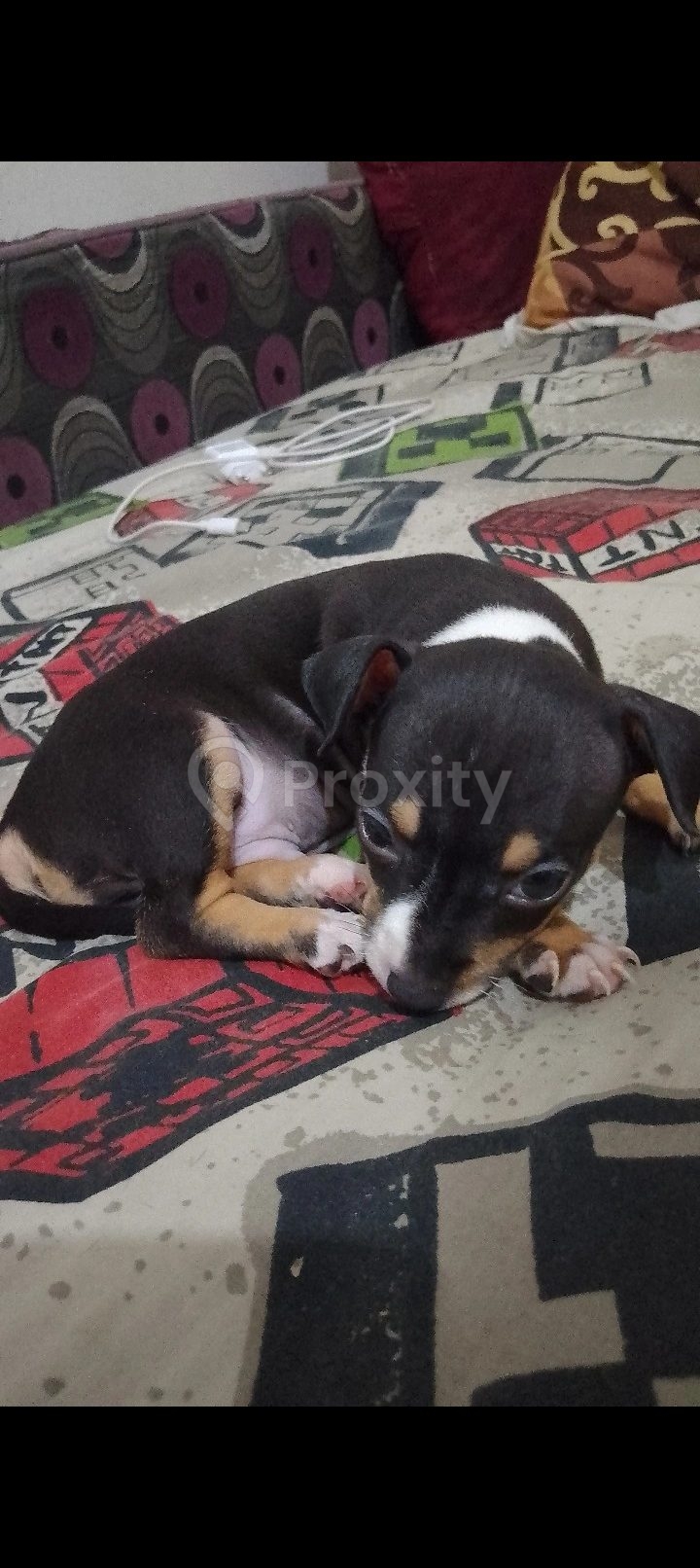 Chiot chihuahua